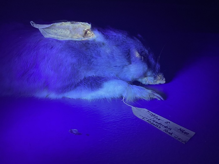 新研究指出鸭嘴兽的生物荧光特性 澳大利亚有袋动物也可在黑暗中发光