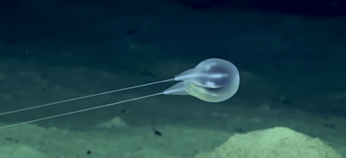 波多黎各附近深海发现新的栉水母Duobrachium sparksae