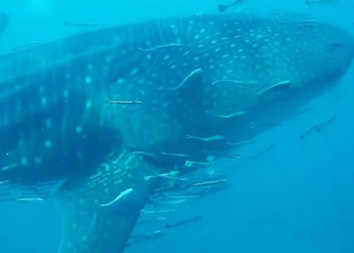泰国罗勇府水域发现15米长鲸鲨 与保育人员近距离互动