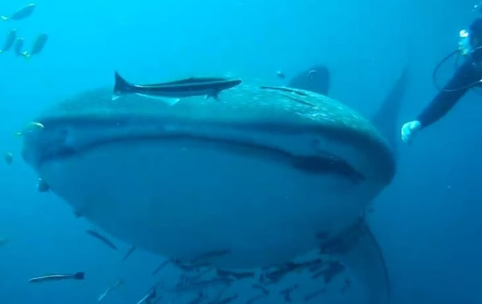 泰国罗勇府水域发现15米长鲸鲨 与保育人员近距离互动