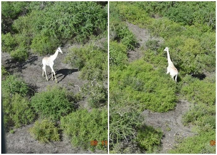 肯尼亚保育组织为世界上仅存的白色长颈鹿安装全球定位系统GPS