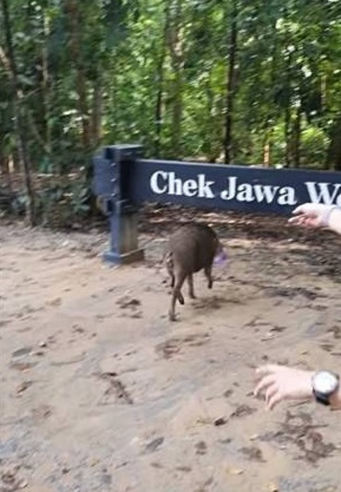 新加坡女子到乌敏岛单车游 被大野猪拦途截劫咖喱角