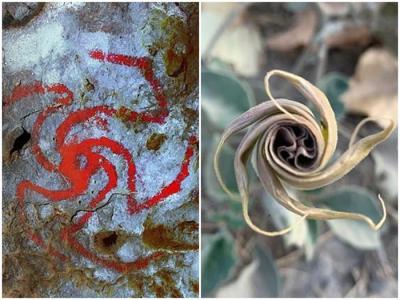 原住民使用“迷幻植物”的最早证据？美国500年历史洞穴壁画有曼陀罗花汁液成份