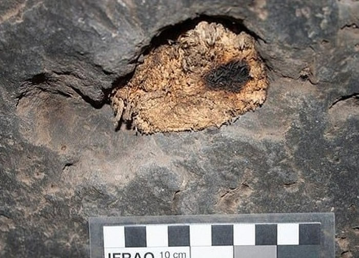 研究人员在洞穴内发现的草药结块。