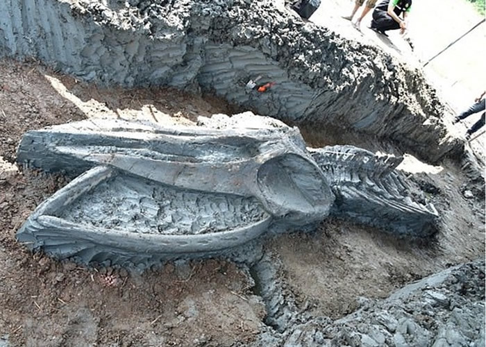 泰国出土12米长布氏鲸 估计骸骨5000年历史