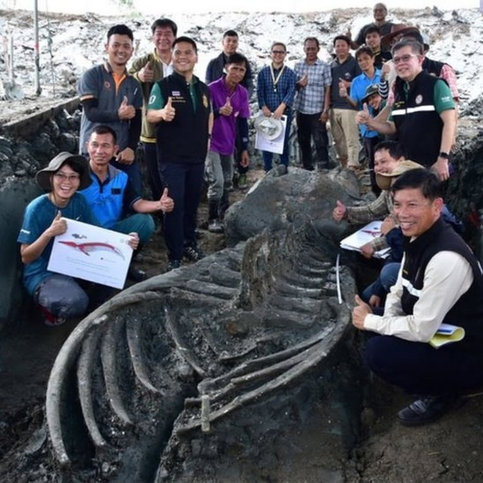 泰国出土12米长布氏鲸 估计骸骨5000年历史