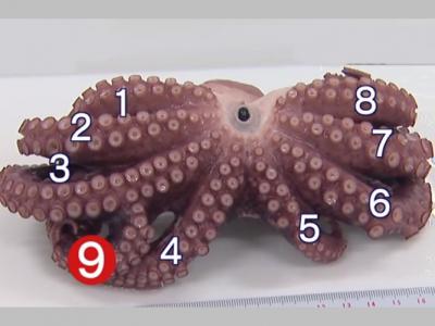 日本宫城县南三陆町捕获一只有9只触手的章鱼——“九爪鱼”