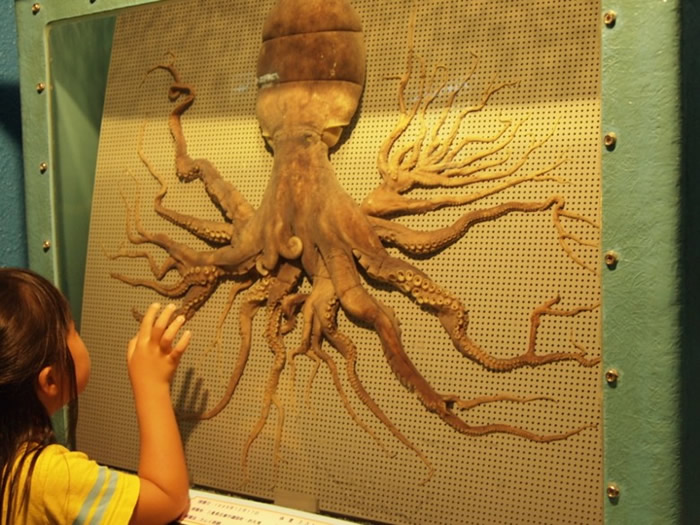 三重县的水族馆有一只96只触手的章鱼标本。