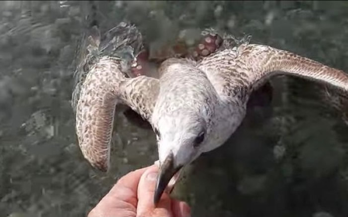法国男子在海滩发现海鸥被章鱼吸住拖入水中 伸出手指救出