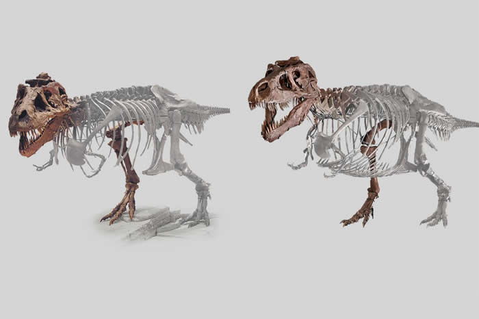 时至今日,科学家们已经可以相对可靠地通过骨骼推断恐龙肌肉的分布情况,有了这些信息,结合骨骼和肌肉的密度,就可以更为精确地计算恐龙的体重了。（图片来源:https