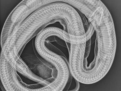 澳洲昆士兰省地毯莫瑞蟒被车撞死腹部异常隆起 照X光惊见体内藏12颗蛇蛋