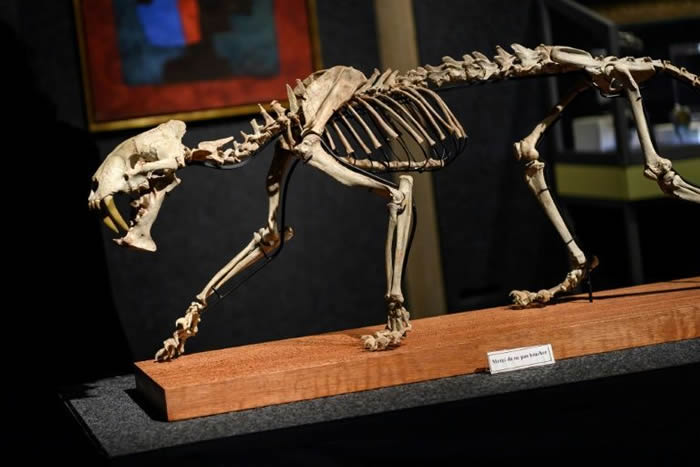 美国南达科他州出土的3700万年前剑齿虎化石将在瑞士日内瓦拍卖