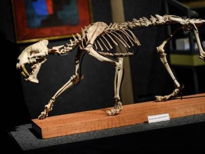 美国南达科他州出土的3700万年前剑齿虎化石将在瑞士日内瓦拍卖