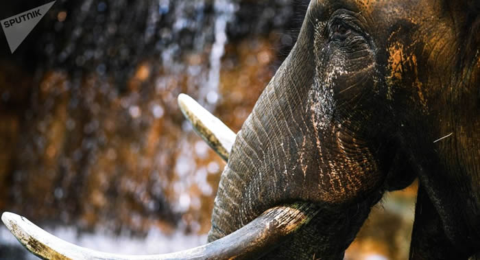 纳米比亚由于天气干旱和繁殖数量增加 计划出售170头野生大象