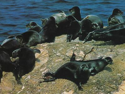 淡水贝加尔海豹以微小的甲壳类动物为主要食物