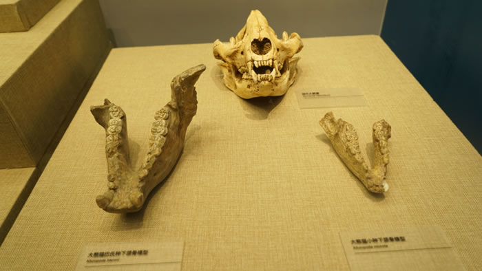 来广西柳州白莲洞洞穴科学博物馆补一堂历史课