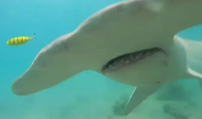 澳洲昆士兰男子在约克角半岛海中遇巨大锤头鲨 自拍棒当武器成功逃死