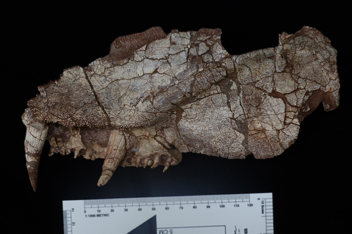 《化石记录》杂志：产自山西阳泉晚二叠世的始椎类化石新种——阳泉长寿螈