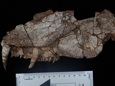 《化石记录》杂志：产自山西阳泉晚二叠世的始椎类化石新种——阳泉长寿螈