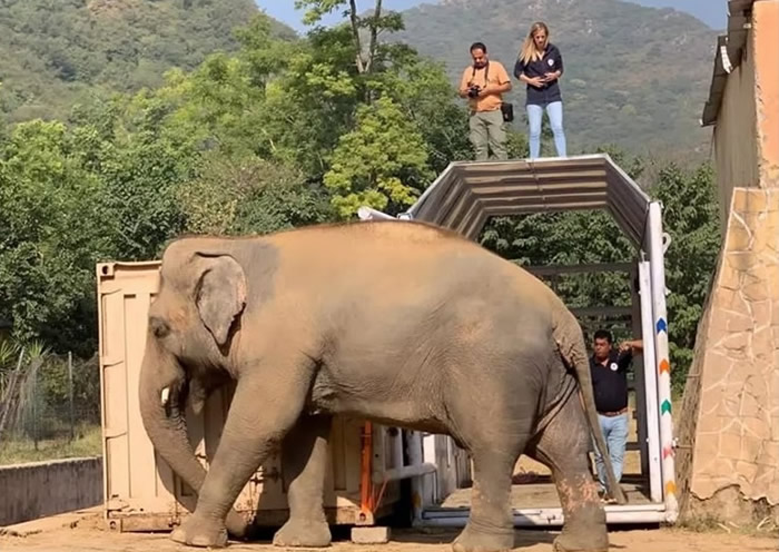“世上最孤独大象”安全抵达柬埔寨展开新生活