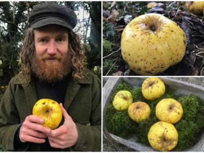 英国威尔特郡纳德山谷园艺爱好者跑步时在林地偶然发现新品种苹果