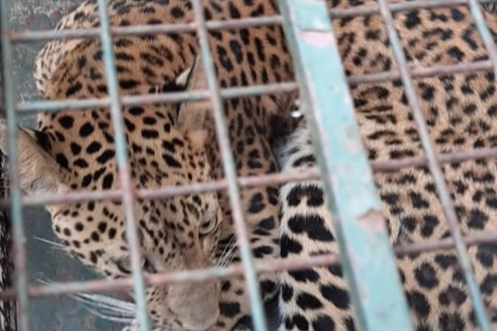 印度阿萨姆邦古瓦哈蒂美洲豹潜入旅舍躲于沙发底 老板以为是一块布