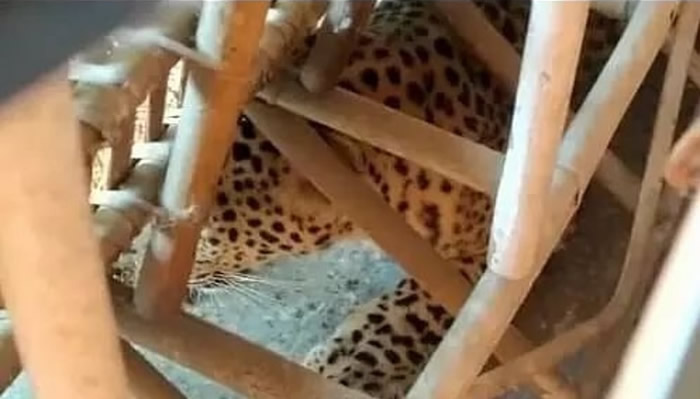 印度阿萨姆邦古瓦哈蒂美洲豹潜入旅舍躲于沙发底 老板以为是一块布