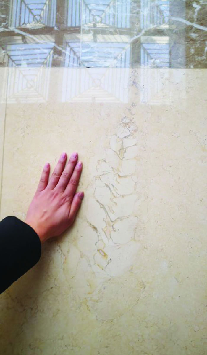 江苏淮安市政大厅地砖藏着2000万年前化石？专家：并不罕见