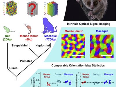 最小猴子“鼠狐猴”揭示灵长类动物视觉进化：你的眼和5000万年前一样