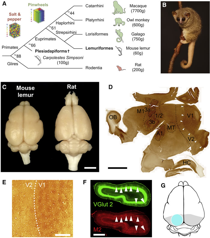 最小猴子“鼠狐猴”揭示灵长类动物视觉进化：你的眼和5000万年前一样