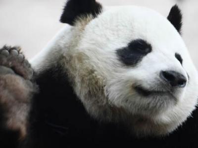 中国动物学家解释熊猫为何会定期寻找马粪把自己弄得满身都是