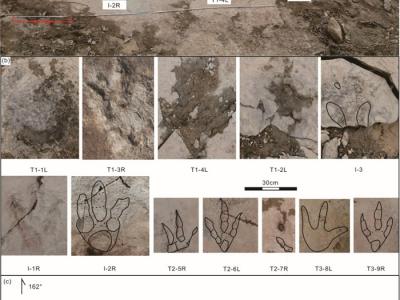 新疆准噶尔盆地发现世界上最大的亚洲足迹属恐龙足迹 大型足迹为一新种：牛氏亚洲足迹