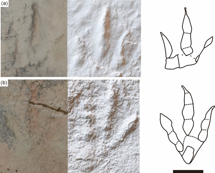 跟垫亚洲足迹野外化石照片、模型及线条图(比例尺为10 cm). (a)-(b) 归入标本(汪筱林团队供图)