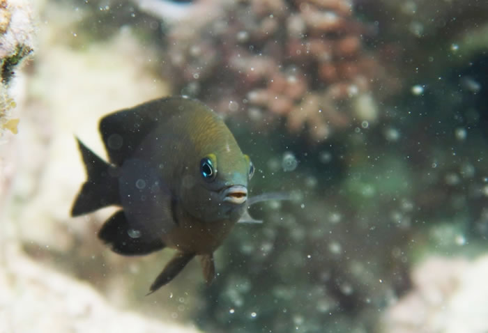 中美洲伯利兹海域生活的珊瑚礁鱼“长鳍雀鲷”能驯养浮游糠虾为其食物海藻施肥