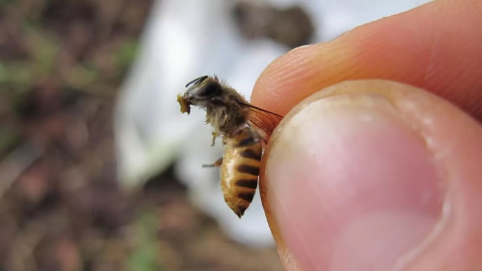 研究发现越南蜜蜂会在蜂巢入口涂抹动物粪便以阻止亚洲大黄蜂的袭击