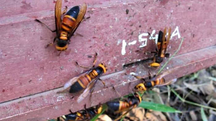 研究发现越南蜜蜂会在蜂巢入口涂抹动物粪便以阻止亚洲大黄蜂的袭击