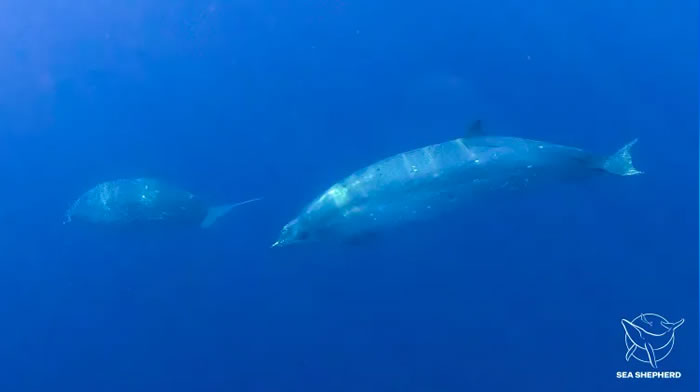 在墨西哥沿海神秘声音信号引领下 科学家相信已经捕捉到一个喙鲸全新物种