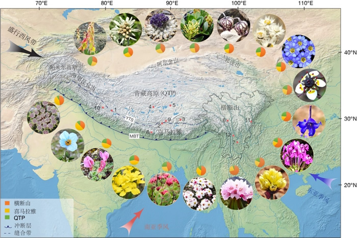 西藏-喜马拉雅-横断山地区地形图。图中照片分别代表了选择的18个类群（顺时针从上到下依次为：大黄属，火绒草属，风毛菊属，柳属，石竹目，香青属，龙胆属，虎耳草属，