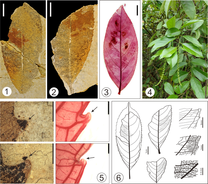 （1-2）渐新世文山植物群多脉鼠刺（Itea polyneura）叶片化石；（3）现生华鼠刺叶结构;（4）滇鼠刺植物形态；（5）化石和现生种均具有脱落性山茶齿；