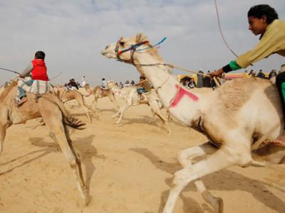 赛骆驼已被列入联合国教科文组织非物质文化遗产名录