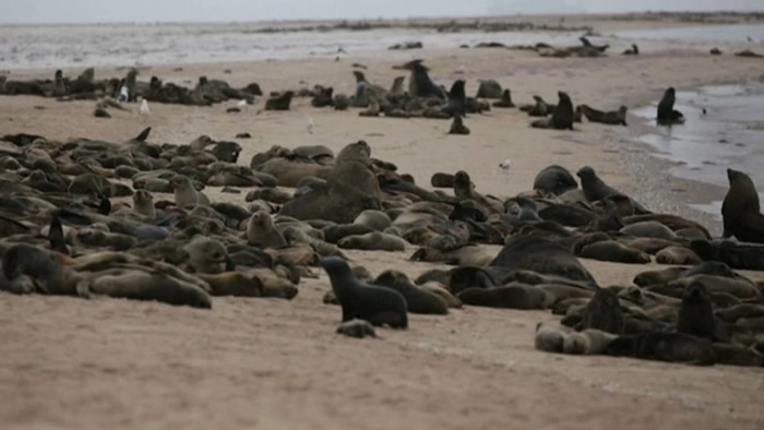 纳米比亚沿海大量海豹死亡的原因已查明：死于饥饿