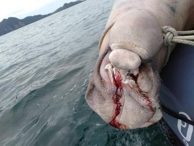 泰国海洋国家公园海滩发现一只牙齿遭拔掉的死亡怀孕儒艮