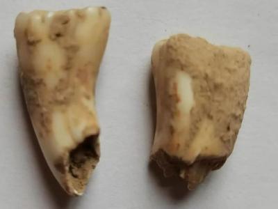 四川省广元市朝天区洞穴考古出土疑似人类牙齿化石