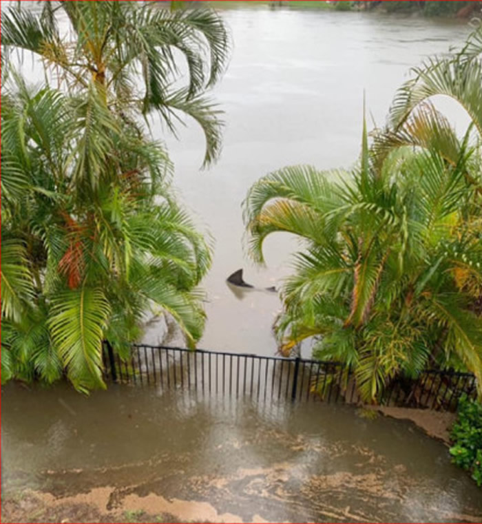 澳洲暴雨洪灾后 网友在后院拍摄到公牛鲨