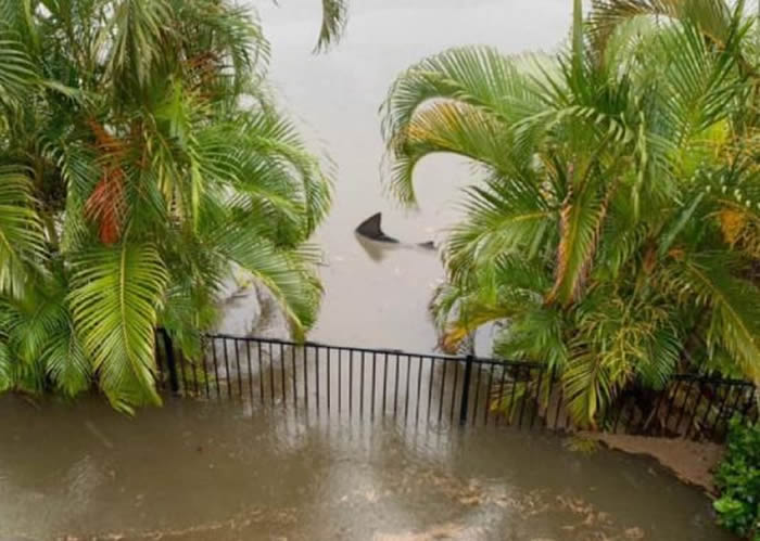 澳洲暴雨洪灾后 网友在后院拍摄到公牛鲨