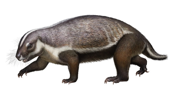 “疯狂的野兽”Adalatherium hui：马达加斯加发现6600万年前负鼠大小的哺乳动物