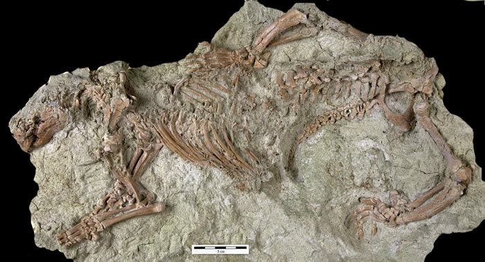 “疯狂的野兽”Adalatherium hui：马达加斯加发现6600万年前负鼠大小的哺乳动物
