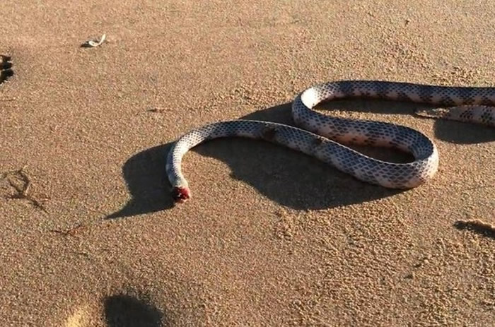 澳洲男子牵狗在沙滩散步时发现疑被鸟类咬断头仍扭动身体的“无头蛇”