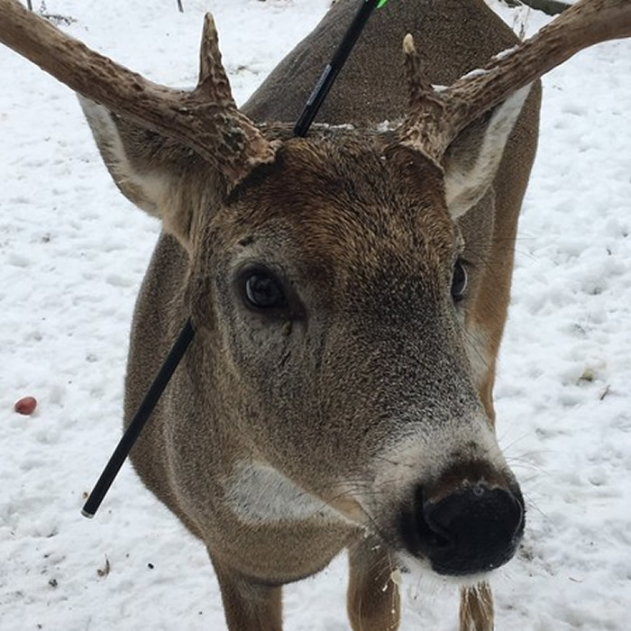 加拿大安大略省一只每年圣诞节期间都会跑进摄影师家的驯鹿“胡萝卜”遭弓箭射穿头部