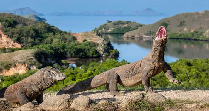 印尼林卡岛打造真实版《侏罗纪公园》 工作人员被重达90公斤科摩多巨蜥攻击